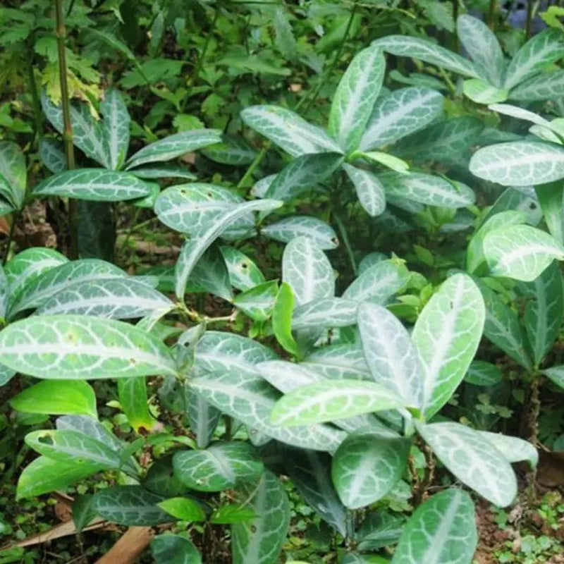 Long Li Ye 龙脷叶, Folium Sauropi, Sauropus Spatulifolius, Dragon's Tongue Leaf-Health Wisdom™