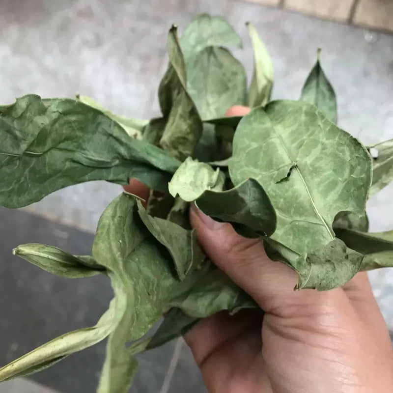 Long Li Ye 龙脷叶, Folium Sauropi, Sauropus Spatulifolius, Dragon's Tongue Leaf-Health Wisdom™