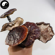 Long Ling Zhi 灵芝, Dried Reishi Mushroom, Ganoderma Lucidum Tea, Wild Lingzhi-Health Wisdom™