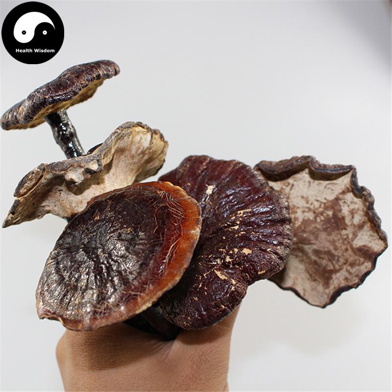 Long Ling Zhi 灵芝, Dried Reishi Mushroom, Ganoderma Lucidum Tea, Wild Lingzhi-Health Wisdom™