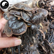 Long Ling Zhi 灵芝, Dried Reishi Mushroom, Ganoderma Lucidum Tea, Wild Lingzhi-Health Wisdom™