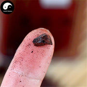 Long Xue Jie 龙血竭, Dragon's Blood, Calamus Gum, Resinous Discharge, Sanguis Draconis-Health Wisdom™