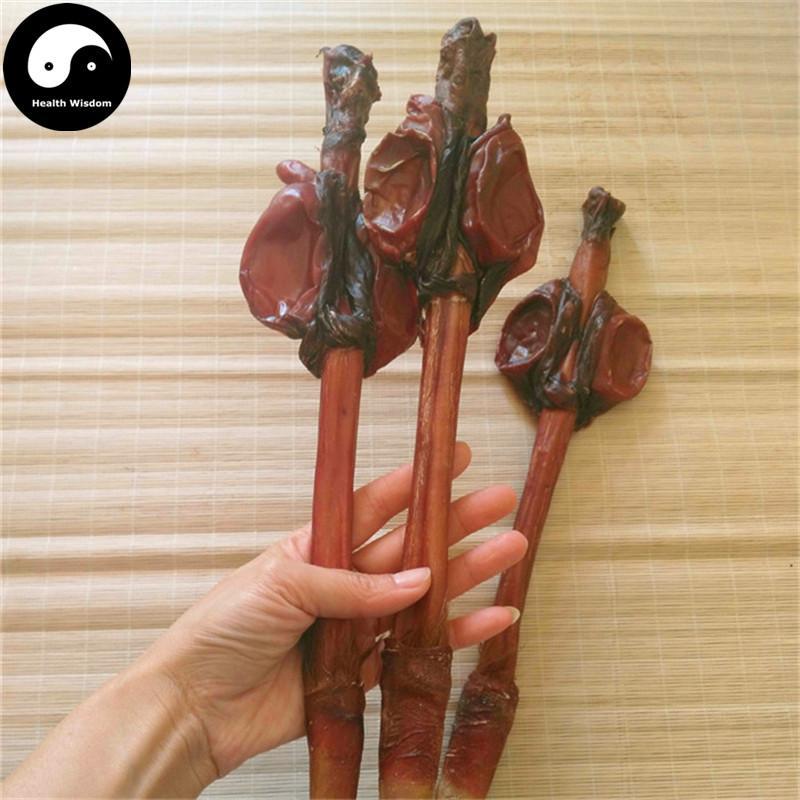 Lu Bian 鹿鞭, Sika Deer Penis Testes, Male Hormone, Energy Tonic-Health Wisdom™
