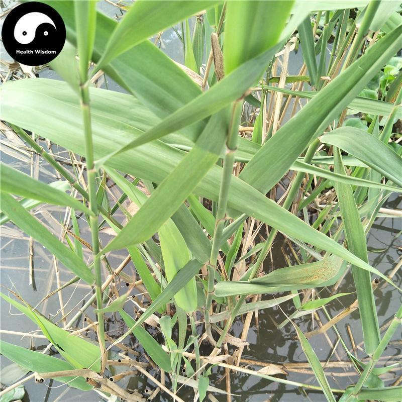 Lu Gen 蘆根, Rhizoma Phragmitis, Common Reed Rhizome-Health Wisdom™