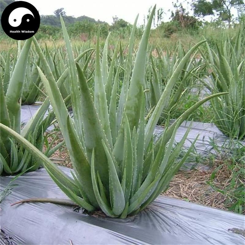 Buy Best Herb Lu Hui 蘆薈干, Dried Aloe Online Tea Store Near You — Health  Wisdom™