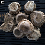 Lu Jiao Mao Fen 鹿角帽粉, Pure Sika Deer Antler Powder, Lu Rong Pan-Health Wisdom™