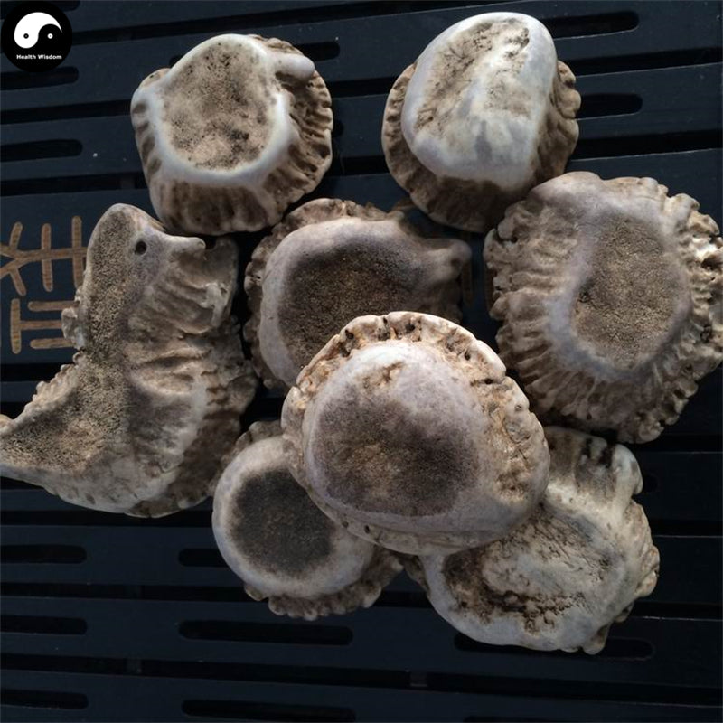 Lu Jiao Mao Fen 鹿角帽粉, Pure Sika Deer Antler Powder, Lu Rong Pan-Health Wisdom™