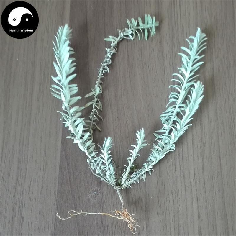 Lu Rong Cao 鹿茸草, Savatier Monochasma Herb, Herba Monochasmae Savatieri, Qian Nian Ai-Health Wisdom™