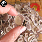 Lu Rong Gu Zhi Pian 鹿茸骨质片, Sika Deer Antler Slice, Energy Tonic Lu Rong-Health Wisdom™