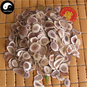 Lu Rong Gu Zhi Pian 鹿茸骨质片, Sika Deer Antler Slice, Energy Tonic Lu Rong-Health Wisdom™