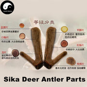 Lu Rong 鹿茸, Sika Deer Antler Slice, La Pian, Rarest Energy Tonic Lu Rong-Health Wisdom™