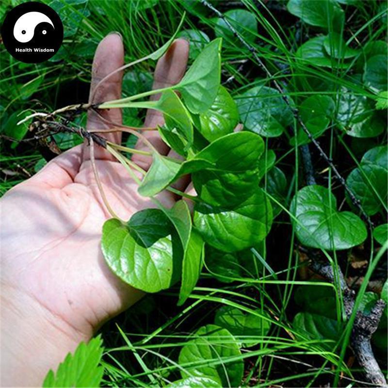 Lu Xian Cao 鹿銜草, Chinese Pyrola Herb, Herba Pyrolae, Lu Han Cao-Health Wisdom™