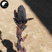 Lu Xian Cao 鹿仙草, Dioecious Balanophora Herb, Herba Balanophorae Dioicae, She Gu, Bu Shang Lian-Health Wisdom™
