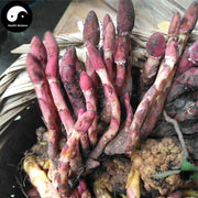 Lu Xian Cao 鹿仙草, Dioecious Balanophora Herb, Herba Balanophorae Dioicae, She Gu, Bu Shang Lian-Health Wisdom™
