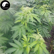 Lu Ying 陆英, Jie Gu Cao, Zou Ma Feng, Sambucus Chinensis-Health Wisdom™