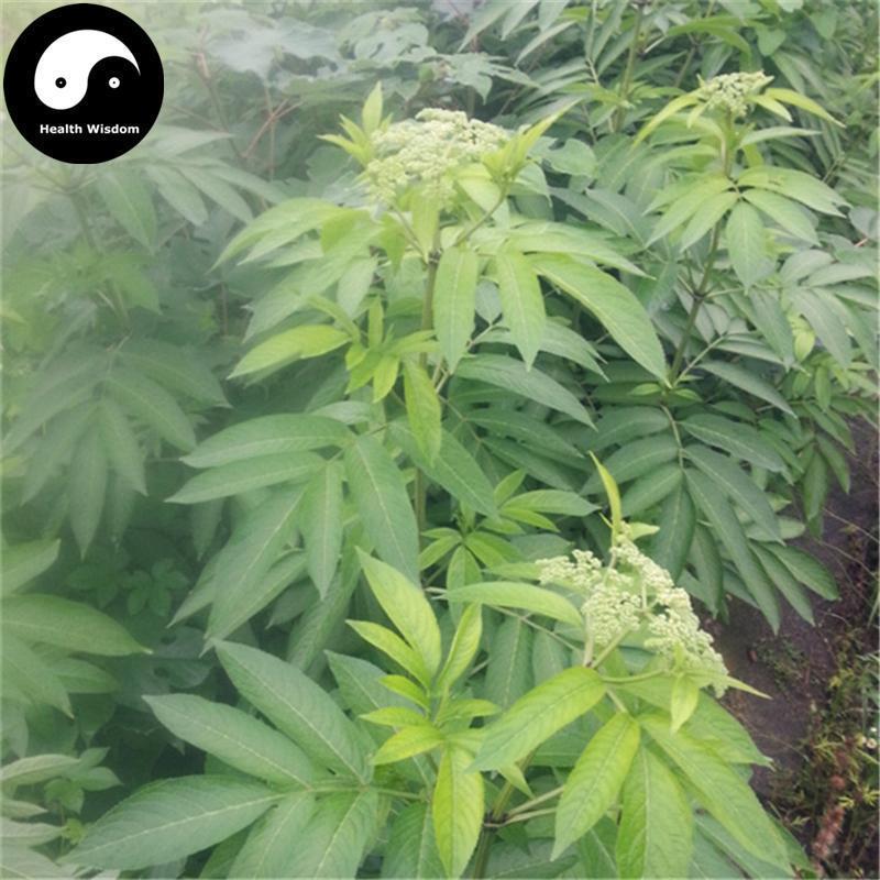 Lu Ying 陆英, Jie Gu Cao, Zou Ma Feng, Sambucus Chinensis-Health Wisdom™