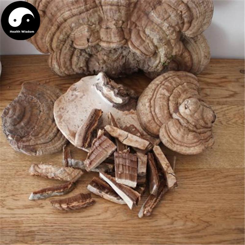 Lucid Ganoderma, Shu She Lingzhi Tea, Ping Gai Ling Zhi 平盖灵芝-Health Wisdom™