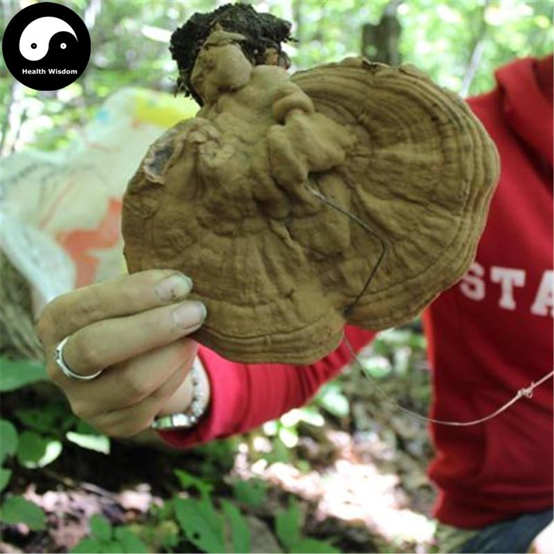 Lucid Ganoderma, Shu She Lingzhi Tea, Ping Gai Ling Zhi 平盖灵芝-Health Wisdom™