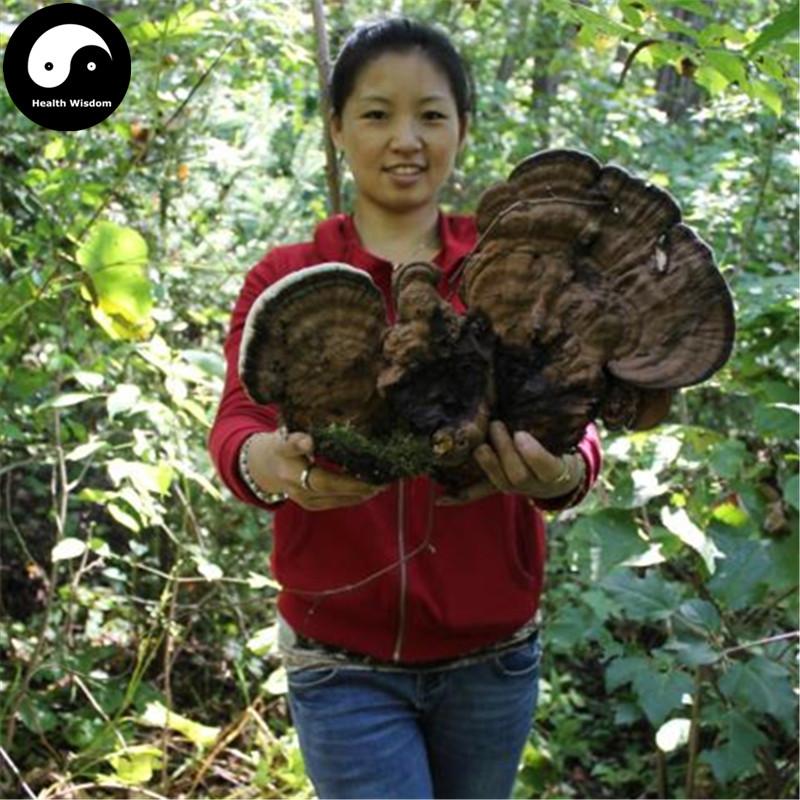 Lucid Ganoderma, Shu She Lingzhi Tea, Ping Gai Ling Zhi 平盖灵芝-Health Wisdom™