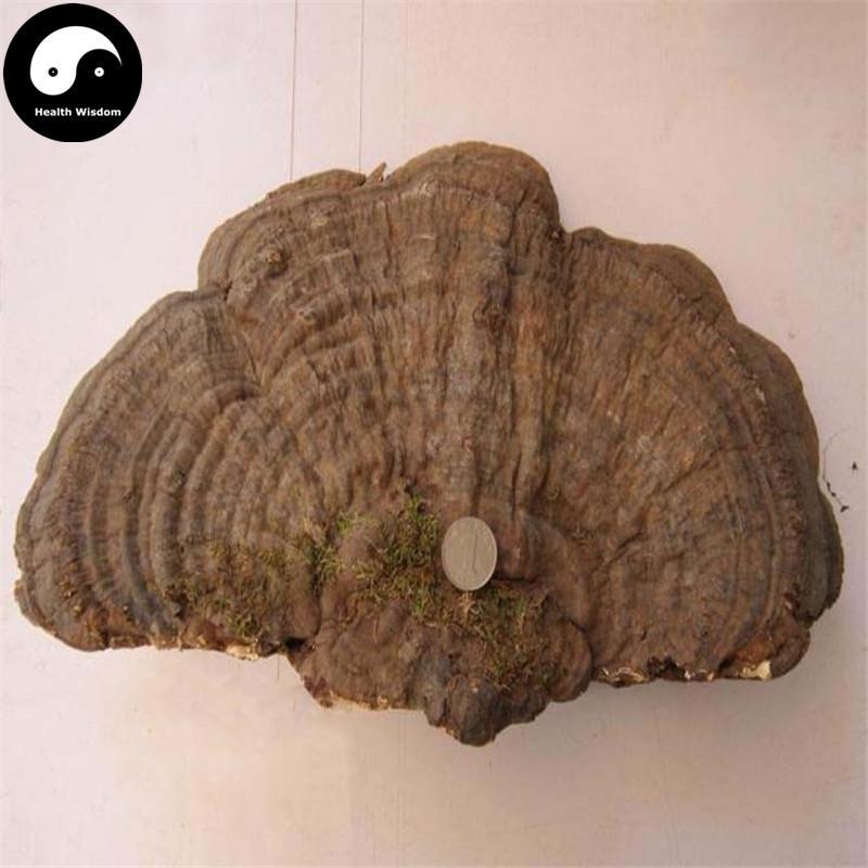 Lucid Ganoderma, Shu She Lingzhi Tea, Ping Gai Ling Zhi 平盖灵芝-Health Wisdom™
