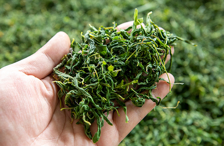 Luo Bu Ma Ye Cha 羅布麻葉, Dogbane Leaf Tea, Folium Apocyni Veneti-Health Wisdom™