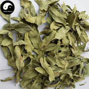 Luo Bu Ma Ye 羅布麻葉, Dogbane Leaf, Folium Apocyni Veneti-Health Wisdom™