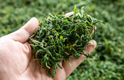 Luo Bu Ma Ye 羅布麻葉, Dogbane Leaf, Folium Apocyni Veneti-Health Wisdom™