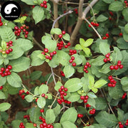 Luo Fu Mu 蘿芙木, Devilpepper Root, Radix Rauvolfiae-Health Wisdom™