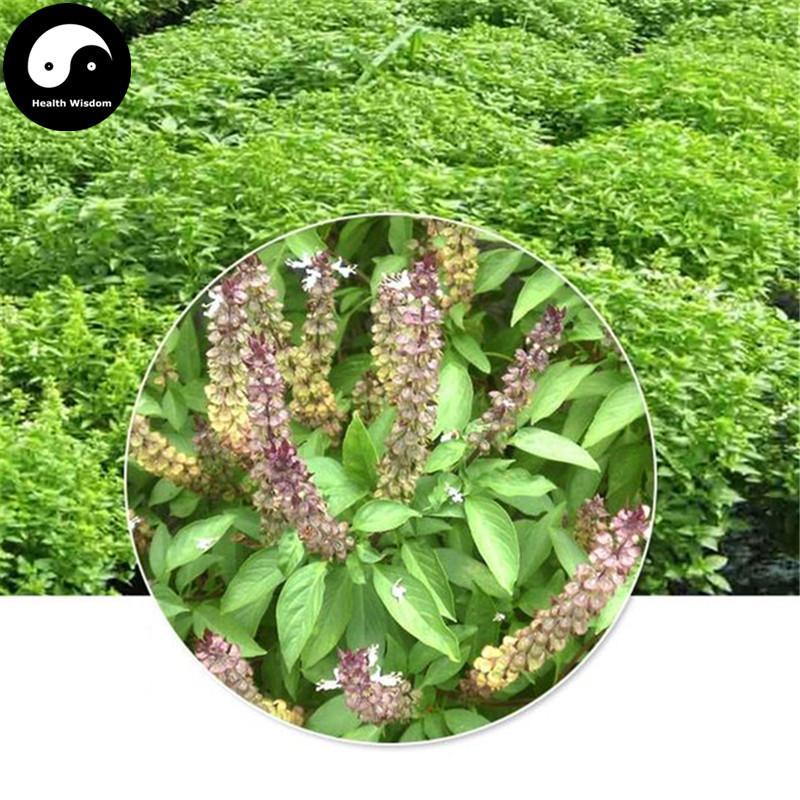 Luo Le Zi 羅勒子, Basil Fruit, Ocimum Basilicum-Health Wisdom™