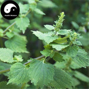 Luo Ma Yi 落马衣, Herba Epimeredi Indic, Tu Fang Feng-Health Wisdom™