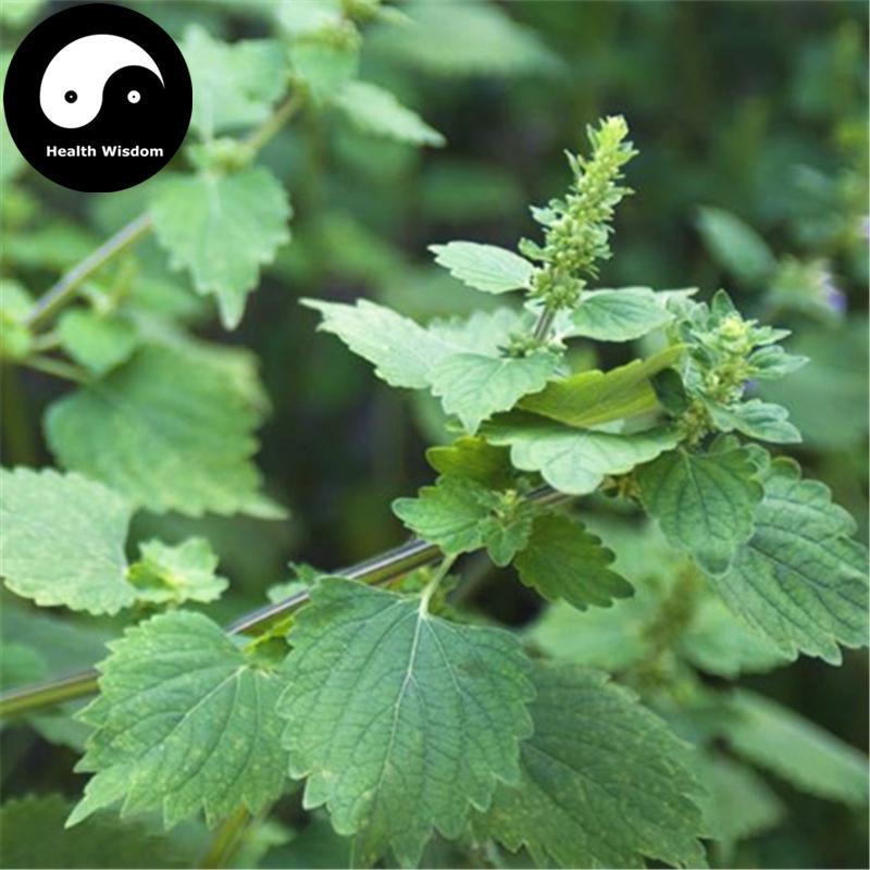 Luo Ma Yi 落马衣, Herba Epimeredi Indic, Tu Fang Feng-Health Wisdom™