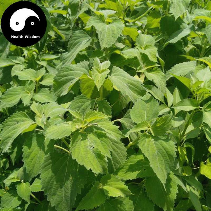 Luo Ma Yi 落马衣, Herba Epimeredi Indic, Tu Fang Feng-Health Wisdom™