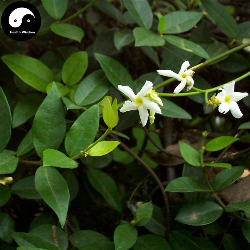 Luo Shi Teng 絡石藤, Caulis Trachelospermi, Chinese Starjasmine Stem-Health Wisdom™