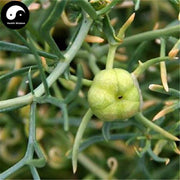 Luo Tuo Peng Zi 骆驼蓬子, Syrian Rue, Seed Of Common Peganum, Peganum Harmala L.-Health Wisdom™