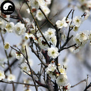 Lv E Mei 绿萼梅, Mume Flower, Flos Armeniaca Mume, Bai Mei Hua-Health Wisdom™