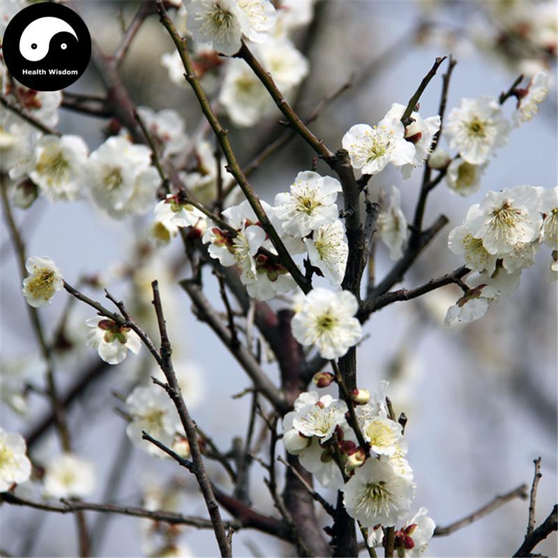 Lv E Mei 绿萼梅, Mume Flower, Flos Armeniaca Mume, Bai Mei Hua-Health Wisdom™