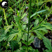Ma Bian Cao 馬鞭草, European Verbena, Herba Verbenae, Long Ya Cao-Health Wisdom™