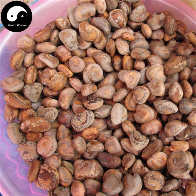 Ma Bing Lang 马槟榔, Semen Capparis Masaikai, Masaikai Caper Seed, Shui Bing Lang, Ma Jin Nang-Health Wisdom™