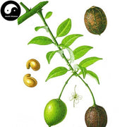 Ma Bing Lang 马槟榔, Semen Capparis Masaikai, Masaikai Caper Seed, Shui Bing Lang, Ma Jin Nang-Health Wisdom™