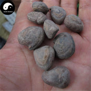 Ma Bing Lang 马槟榔, Semen Capparis Masaikai, Masaikai Caper Seed, Shui Bing Lang, Ma Jin Nang-Health Wisdom™
