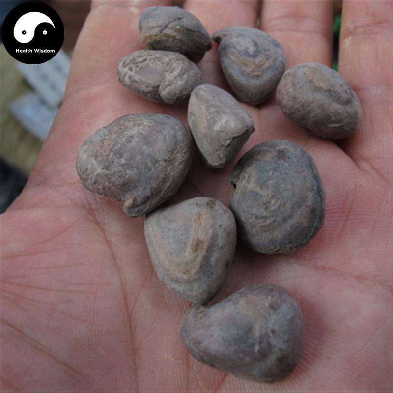 Ma Bing Lang 马槟榔, Semen Capparis Masaikai, Masaikai Caper Seed, Shui Bing Lang, Ma Jin Nang-Health Wisdom™