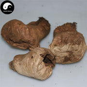 Ma Bo 马勃, Lasiosphera, Calvatia, Puff Ball-Health Wisdom™