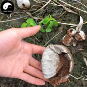 Ma Bo 马勃, Lasiosphera, Calvatia, Puff Ball-Health Wisdom™
