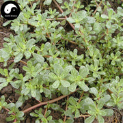 Ma Chi Xian 馬齒莧, Herba Portulacae, Parslane Herb, Chang Shou Cai-Health Wisdom™