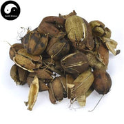 Ma Dou Ling 馬兜鈴, Fructus Aristolochiae, Dutchmanspipe Fruit-Health Wisdom™