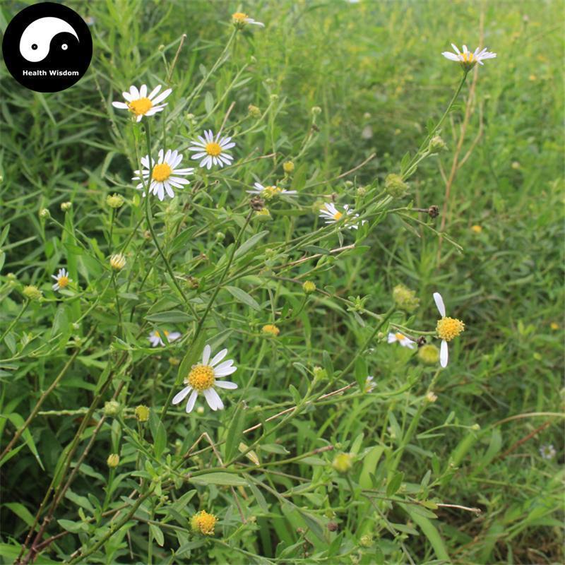 Ma Lan Cao 马兰草, Herba Kalimeris Indica, Indian Kalimeris Herb, Lu Bian Ju-Health Wisdom™