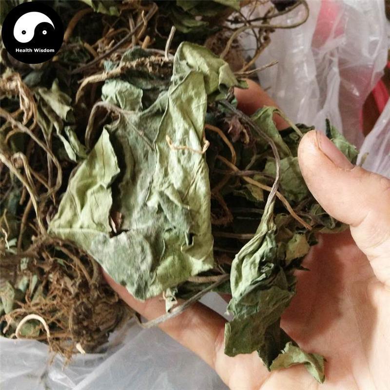Ma Ti Xi Xin 马蹄细辛, Herba Asarum Insigne, Jin Er Huan Cao, Yi Kuai Wa-Health Wisdom™
