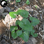 Ma Ti Xi Xin 马蹄细辛, Herba Asarum Insigne, Jin Er Huan Cao, Yi Kuai Wa-Health Wisdom™