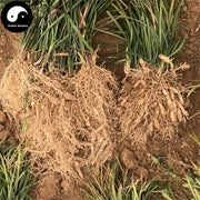 Mai Dong 麥冬, Radix Ophiopogonis, Dwarf Lilyturf Tuber, Mai Men Dong-Health Wisdom™