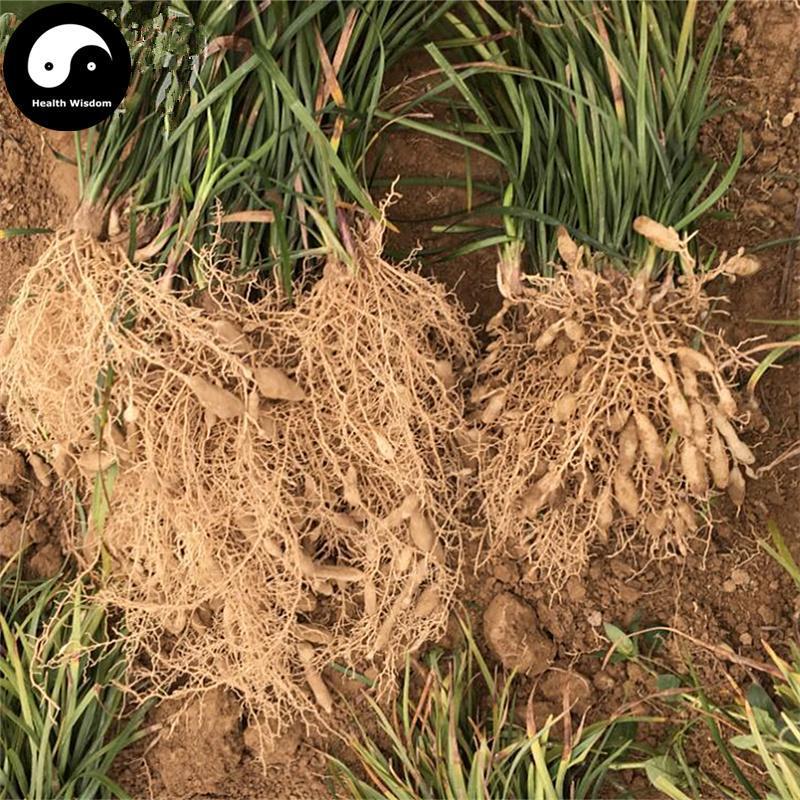 Mai Dong 麥冬, Radix Ophiopogonis, Dwarf Lilyturf Tuber, Mai Men Dong-Health Wisdom™